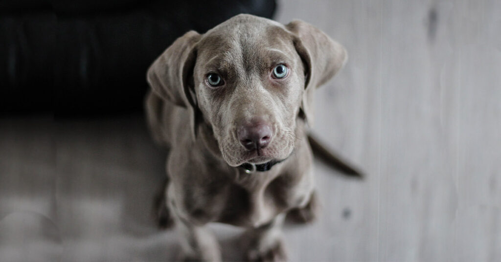 A dog sitting on a floor.